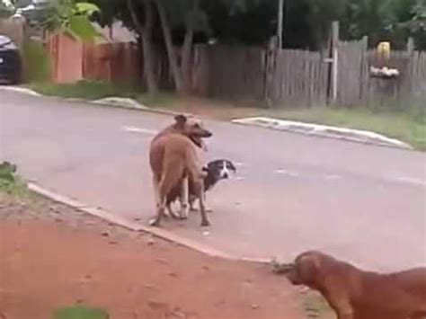 cachorra transando|100.000+ melhores vídeos de Mulher Com Cachorro